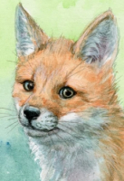 Red Fox Cub Glance Back / 210072